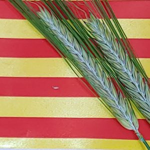 Añade decoracion Sant Jordi GRATIS