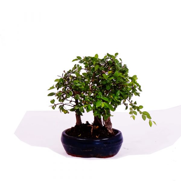 Bonsai 1