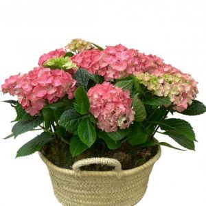 Cesta con hortensia rosa