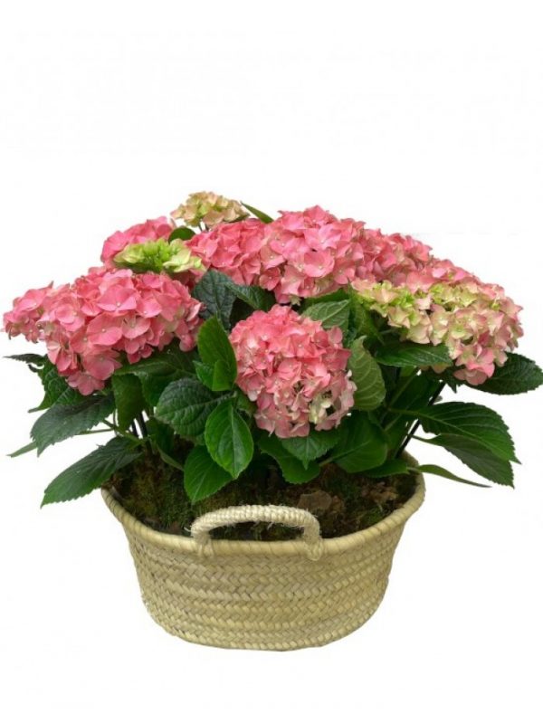 Cesta con hortensia rosa