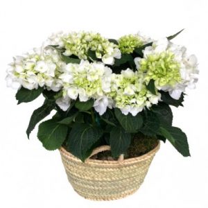 Cesta con hortensia blanca