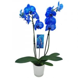 Phalaenopsis azul